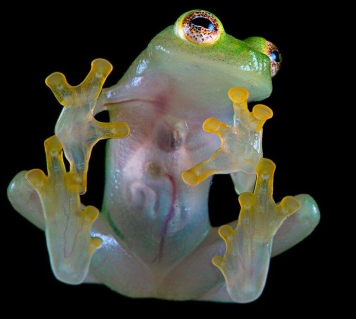 Стеклянная лягушка (Glass Frog)