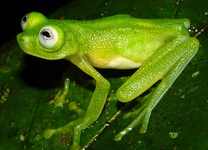 Стеклянная лягушка (Hyalinobatrachium ruedai)