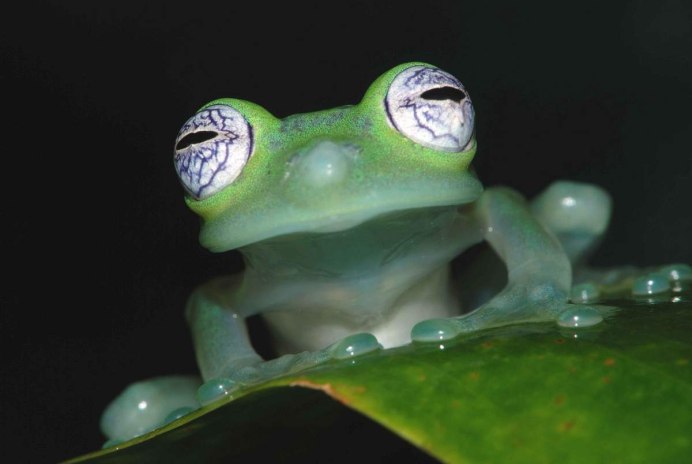 Стеклянная лягушка (Glass Frog)