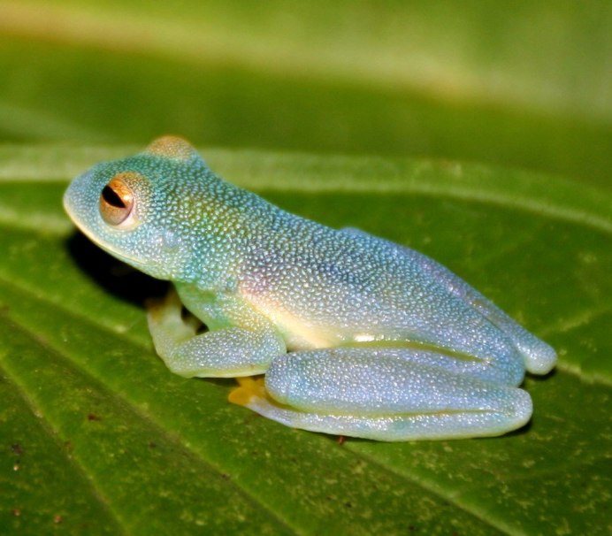 Hyalinobatrachium Dianae