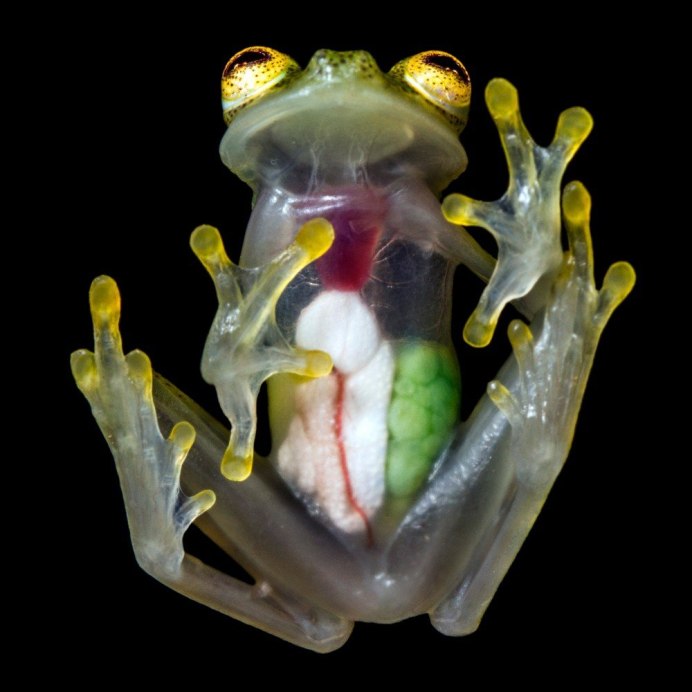 Стеклянная лягушка (Glass Frog)