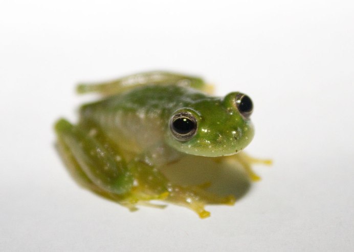 Teratohyla pulverata