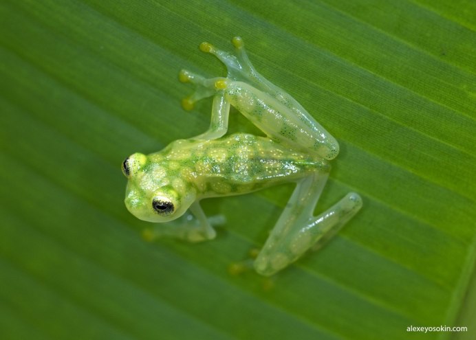 Стеклянная лягушка (лат.Centrolenidae)