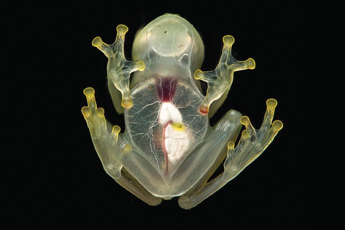 Стеклянная лягушка Флайшмана (Hyalinobatrachium fleischmanni)