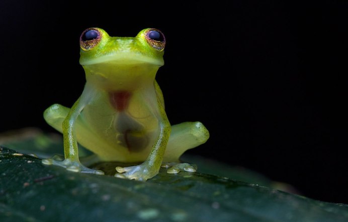 Hyalinobatrachium Dianae