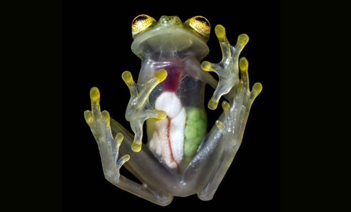 Стеклянная лягушка Флайшмана (Hyalinobatrachium fleischmanni)
