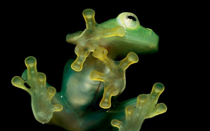 Стеклянные лягушки Centrolenidae