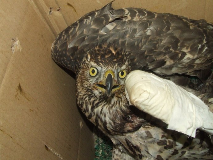 Gloster Sparrowhawk