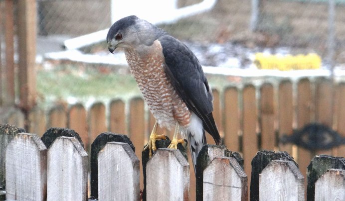 Black Sparrowhawk