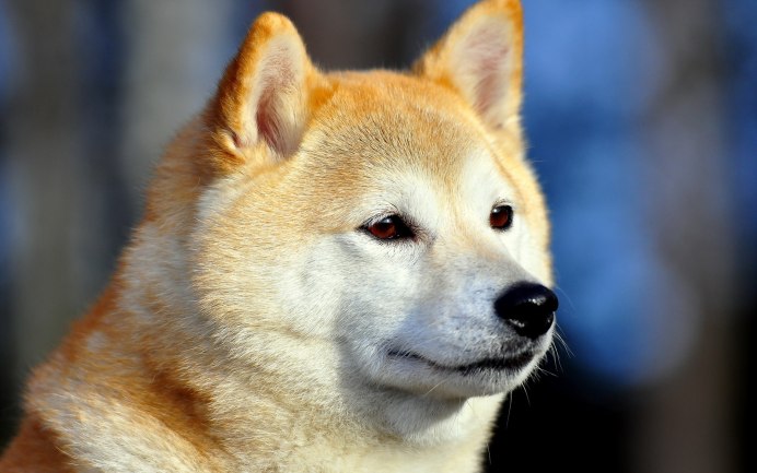Пухлый сиба ину