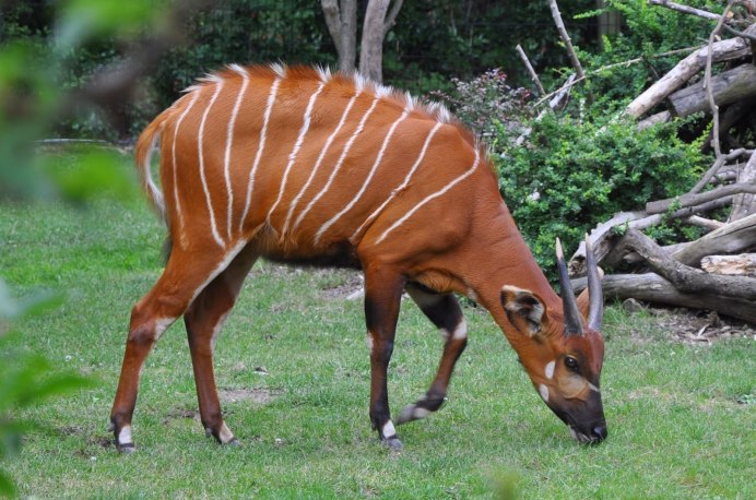 Tragelaphus eurycerus
