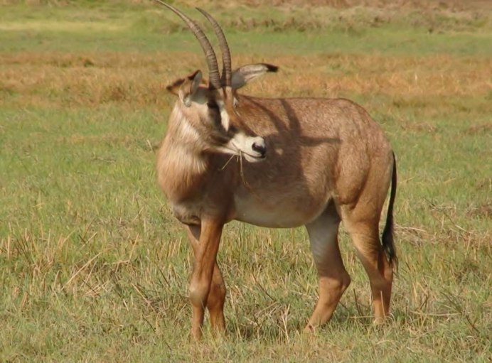 Hippotragus equinus
