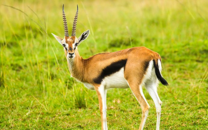 Gazella rufifrons