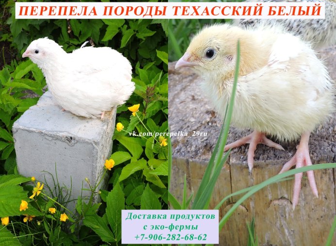 Перепелка Феникс