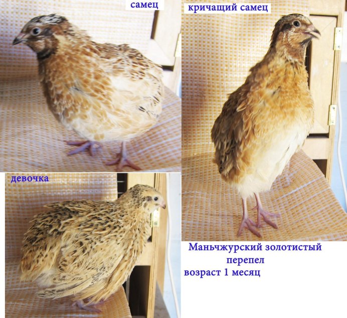 Перепела как отличить самку