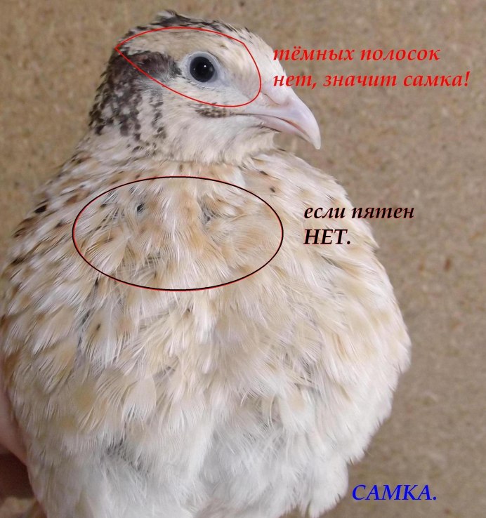 Перепел фараон отличие самца от самки
