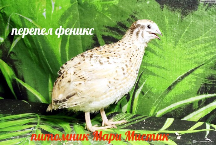 Китайский расписной перепел