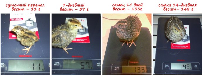 Перепелки породы фараон