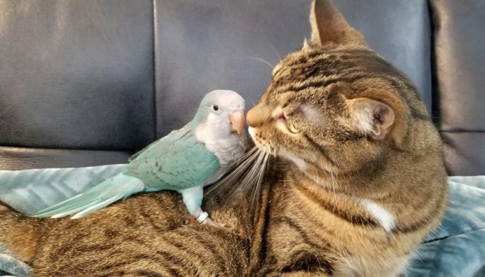 Котик и попугайчик