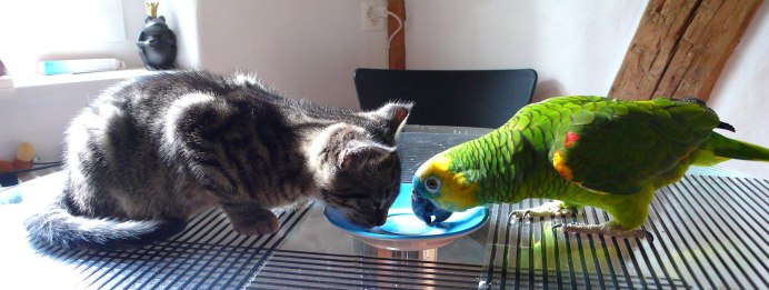 Кот и попугай