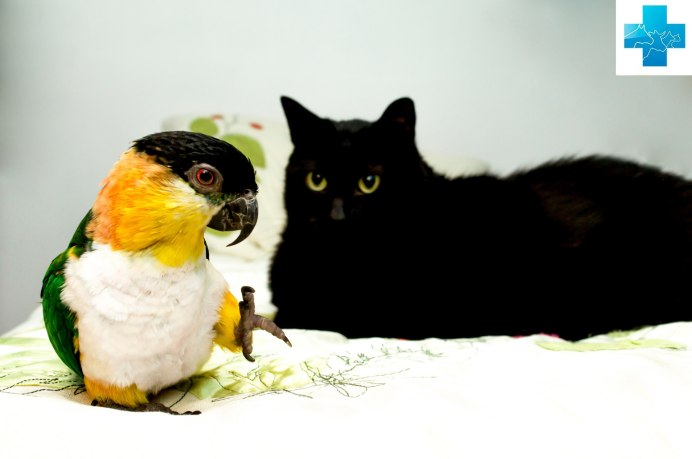 Котенок и утенок