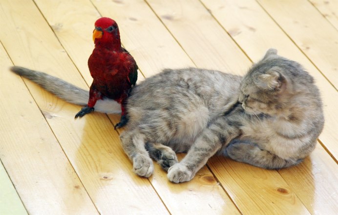 Птички для кошек