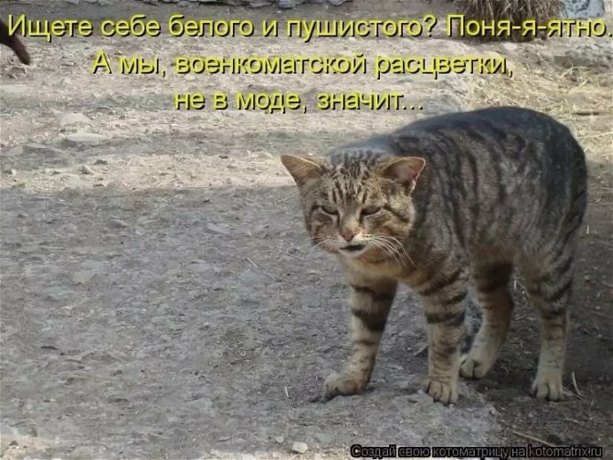 Кот и голубь