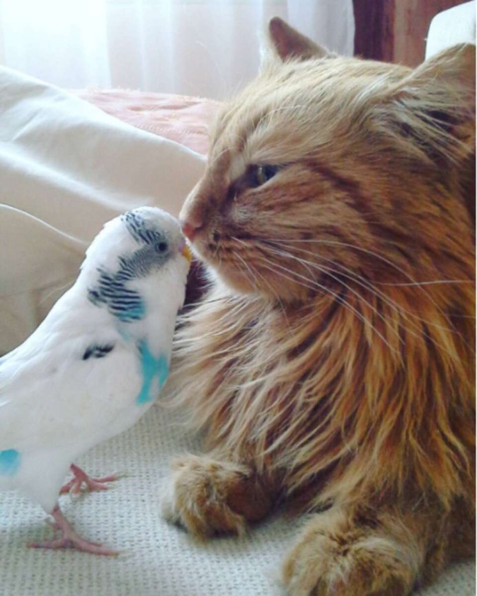 Кошки собачки попугаи
