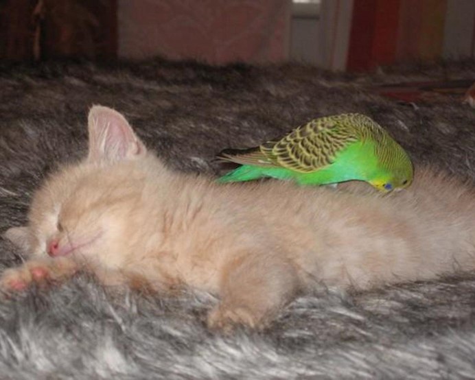 Котик и попугайчик