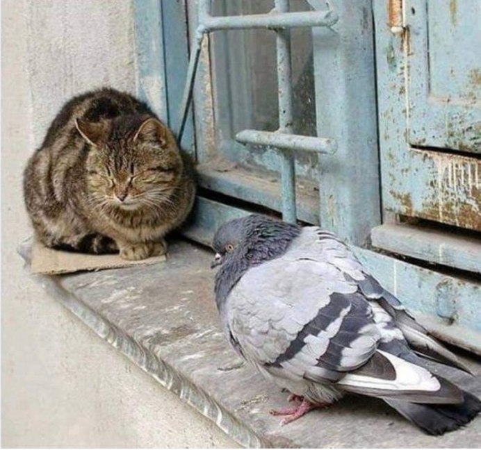 Кот белый и цыпленок