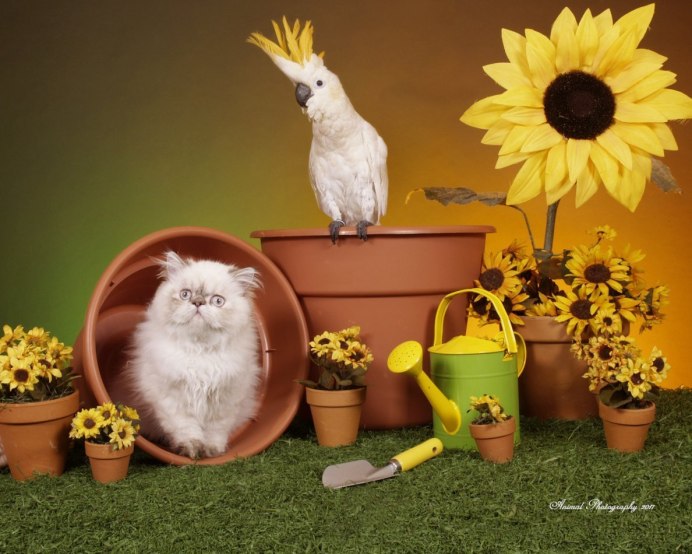 Котик и попугайчик