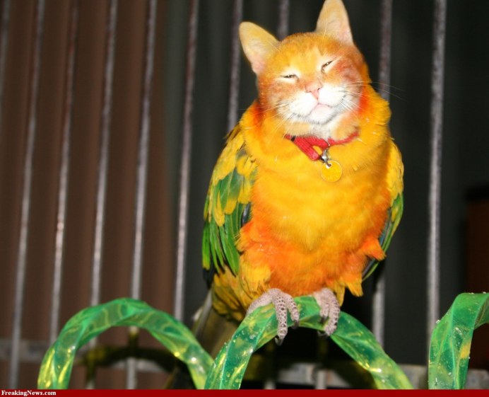 Кот с попугаем