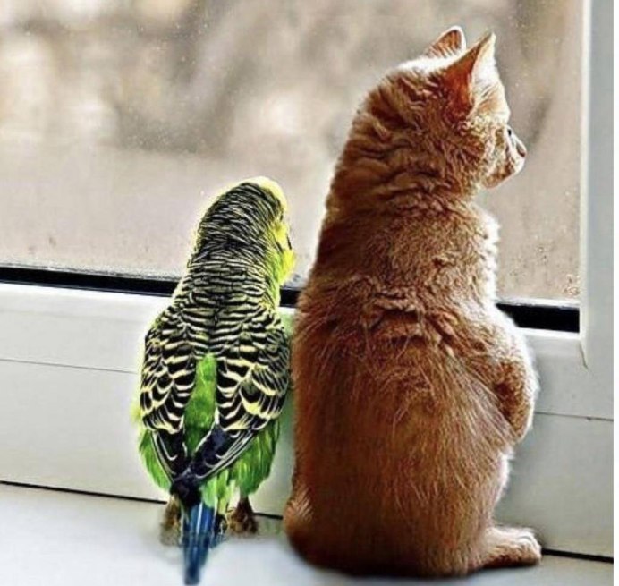 Коты и попугаи