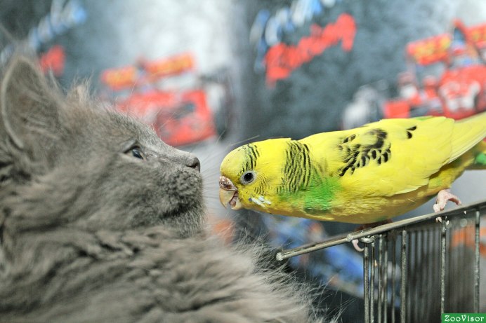 Кот и попугай