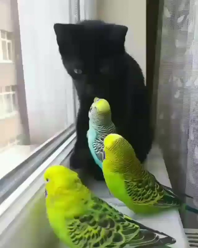 Птица в клетке
