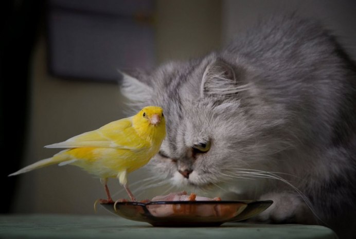 Котенок и попугай