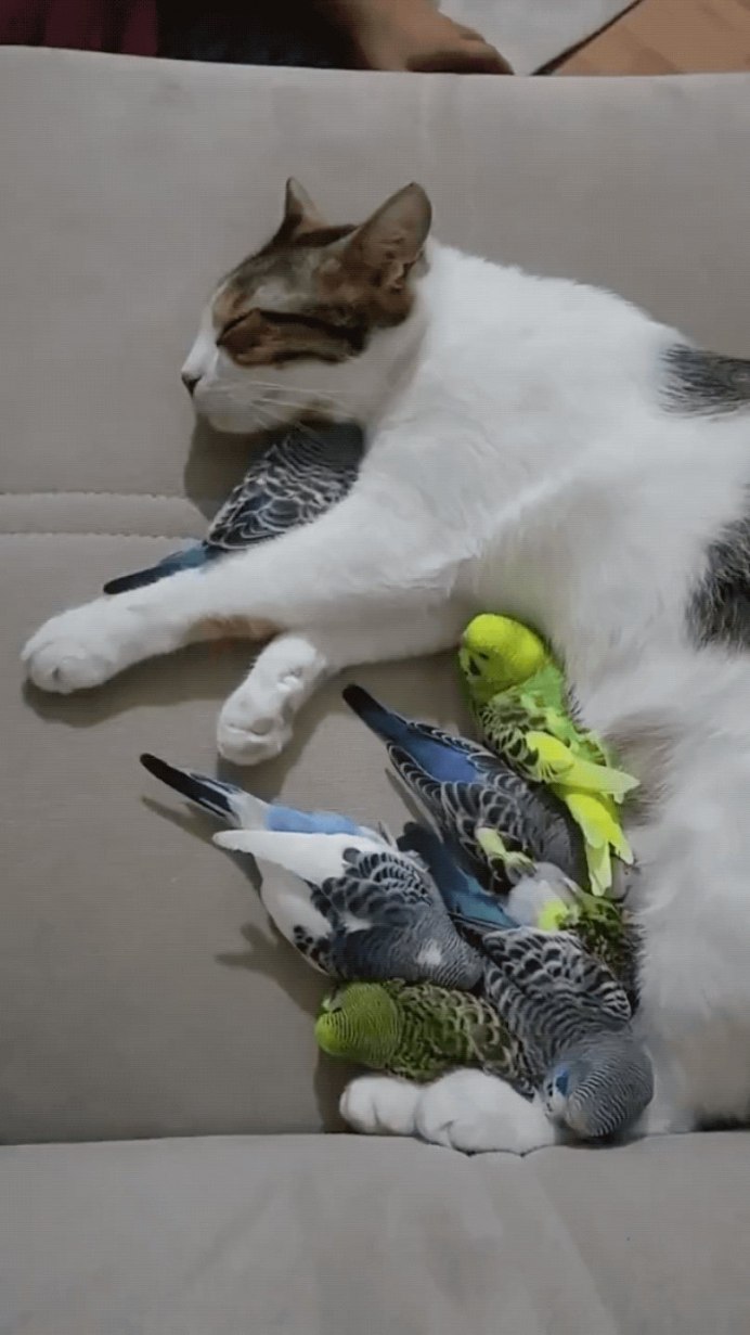 Котик и попугайчик