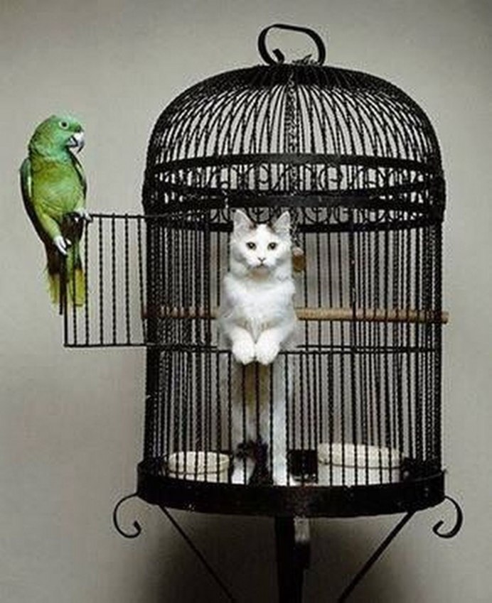 Деревенская кошка