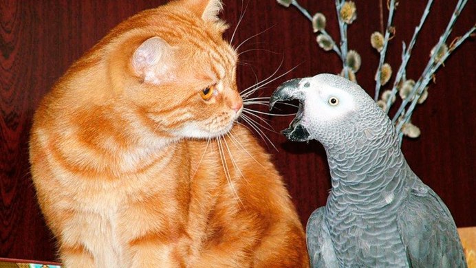 Попугаи с котами