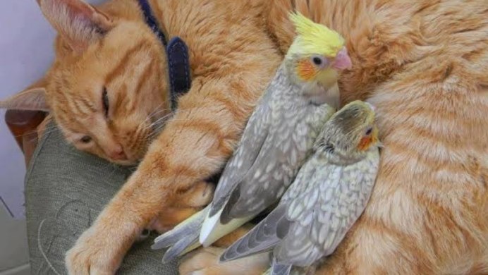 Кошка и попугай
