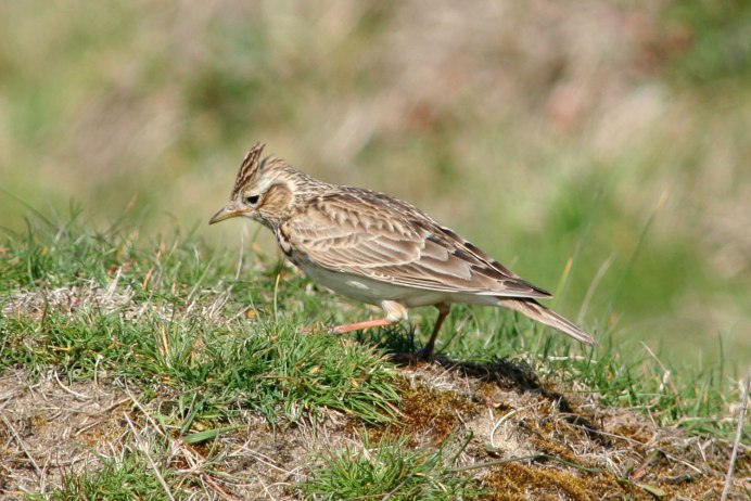 Skylark Bird