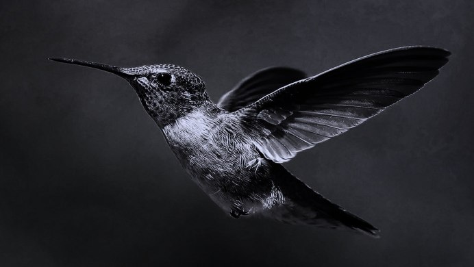 The Hummingbirds группа