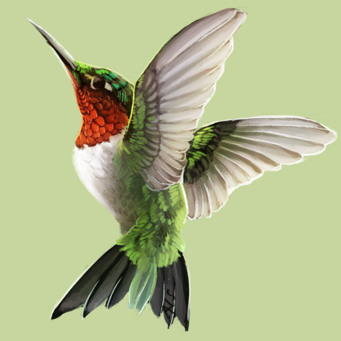The Hummingbirds группа