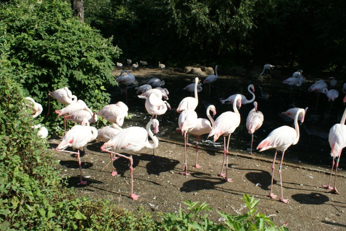 Natura Flamingo