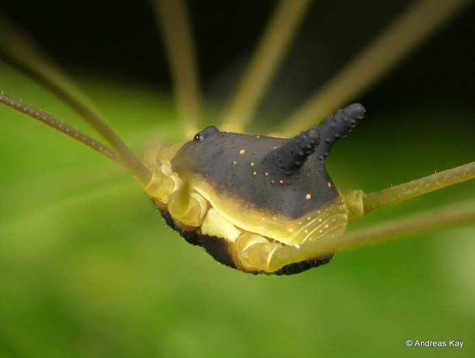 Harvestman Opiliones