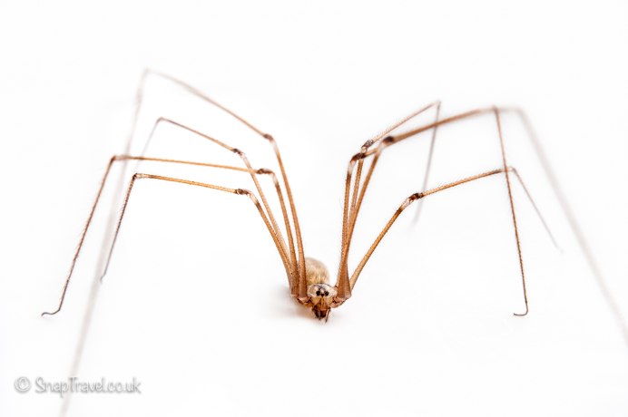 Morphology of Opiliones