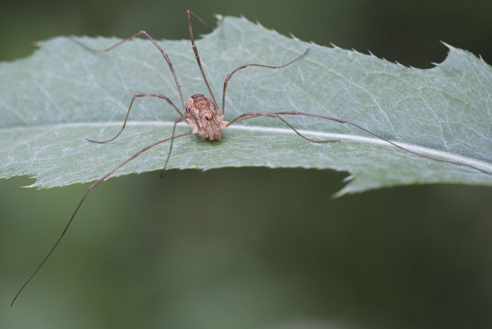 Паук долгоножка Pholcus phalangioides