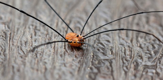 Pachyloidellus Goliath сенокосец