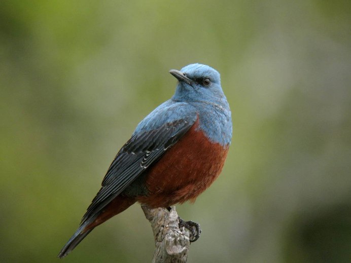 Monticola solitarius