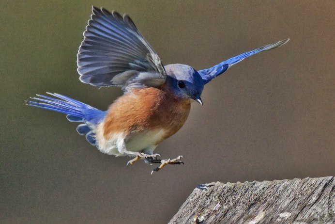 Bluebird птица